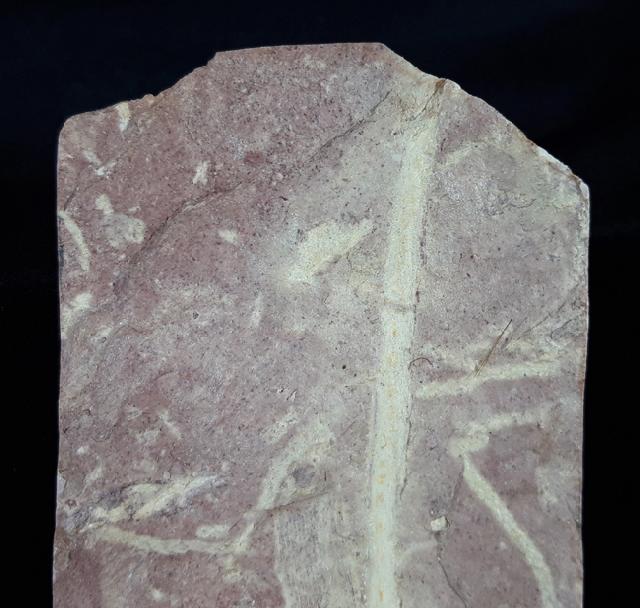 Desmiophyllum gothanii (FLORIN 1936) - Bild © FossNet FossilienStore